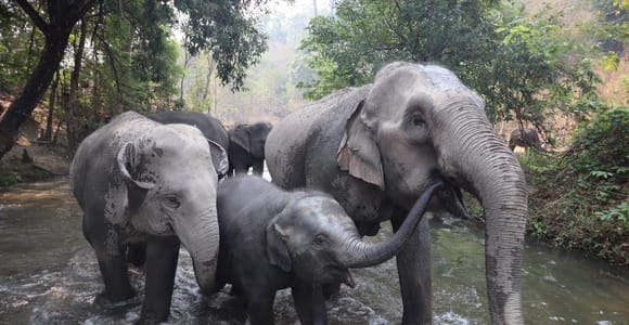 Chiang Mai: Elefanten-Schutzgebiet, Mönchspfad & Doi Suthep Tour