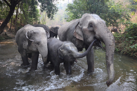 Chiang Mai : Sanctuaire des éléphants, sentier des moines et visite du Doi SuthepLieu de rendez-vous