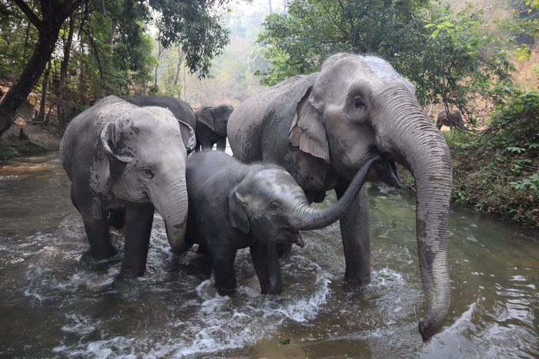 Chiang Mai: Santuario degli elefanti, sentiero dei monaci e tour di Doi SuthepPunto di incontro