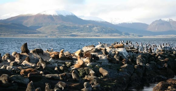 Crucero por el canal Beagle con el faro Les Éclaireurs