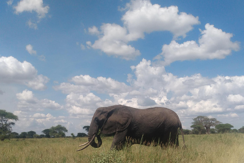 Een safari naar de Ngorongorokrater en Tarangire