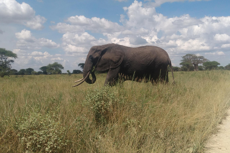 Een safari naar de Ngorongorokrater en Tarangire