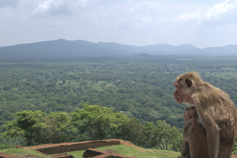Colombo: Sigiriya & Dambulla All Inclusive Day Tour