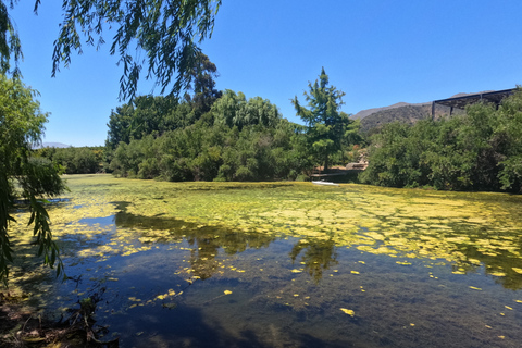 Curacaví Valley: Private Wine Tour of Viña Lopez Pangue and El Cuadro Curacaví Valley: Private Wine Route Tour - Viña Lopez Pangue and El Cuadro