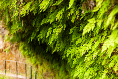 Madeira: PR 18 - Escursione a Levada do Rei con trasferimentiMadeira: Escursione a Levada do Rei con trasferimenti