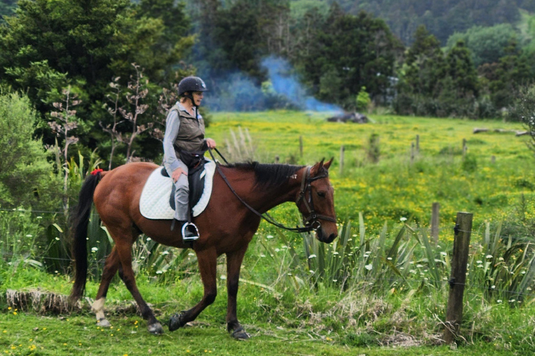 Auckland: Honey Center, Horse Riding & Sheep World Tour