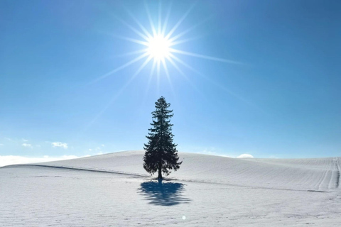 From Sapporo: Hokkaido Winter Tour with Asahiyama Zoo Comfortable 9-person Small Group: Hotel Pickup & Drop-off