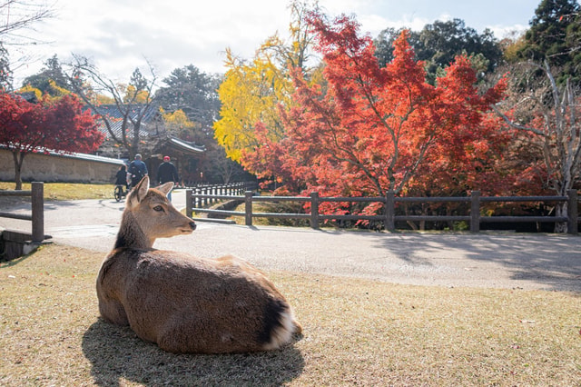Nara: Guided Tour with Furoshiki Experience and Lunch
