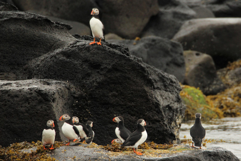 Excursión de observación de frailecillos en ReikiavikExcursión de observación de frailecillos desde Reikiavik