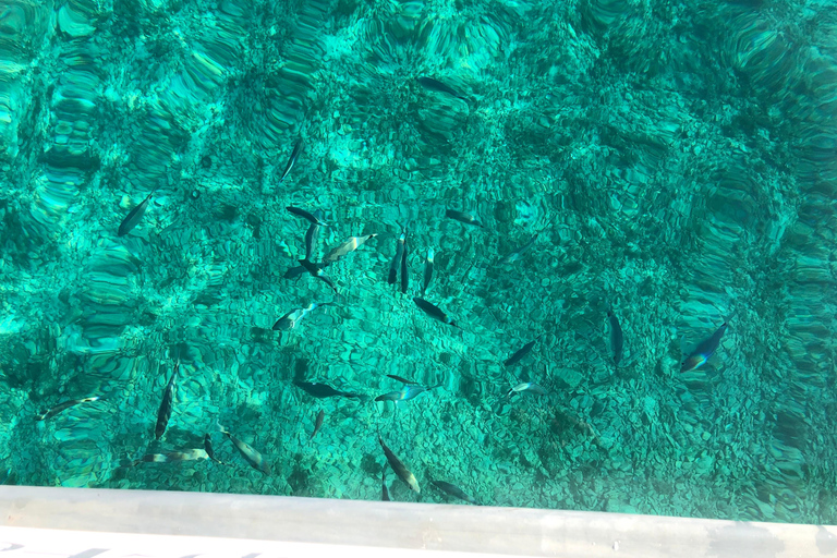 Marseille: Kurs auf das Chateau d'If und die Frioul-Inseln