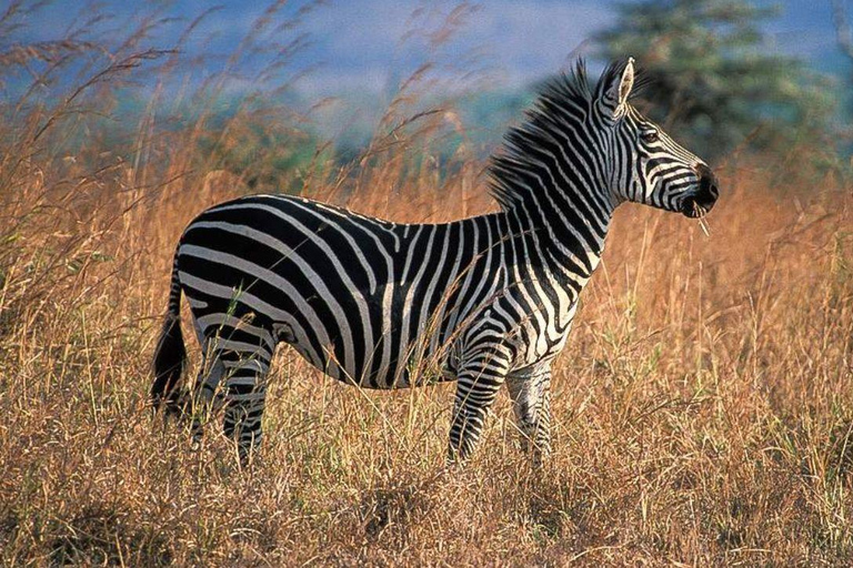 Daressalam: 5-tägige Safari im Süden