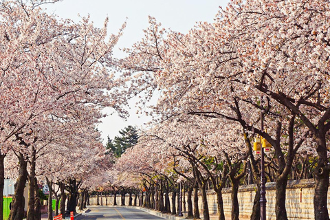 Busan: Spring Cherry Blossom & Gyeongju Highlights Day Tour