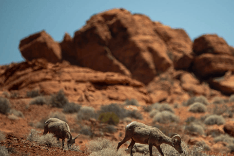 Las Vegas- Offroad Experience Wildlife, Ghost Towns and moreAventure tout-terrain dans le désert Secrets de l&#039;ancien Ouest, vie sauvage