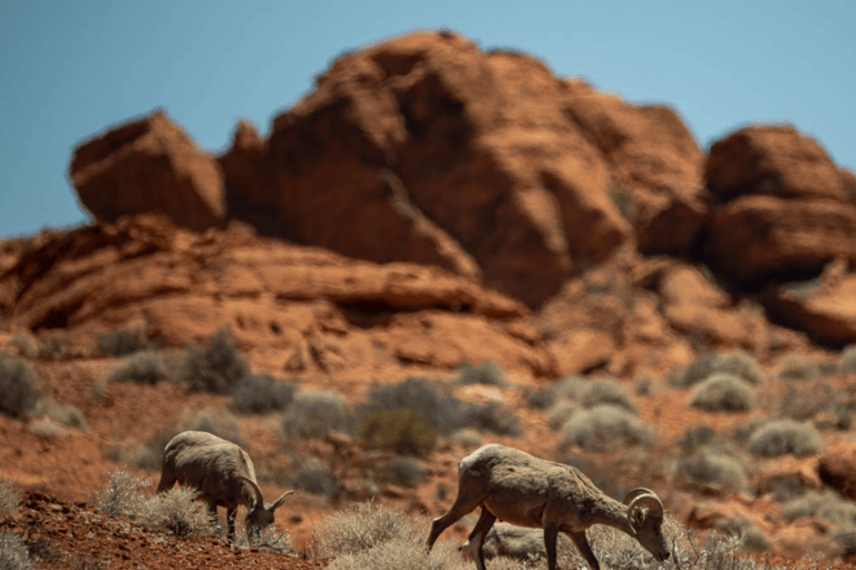 Las Vegas- Offroad Experience Wildlife, Ghost Towns and moreAventure tout-terrain dans le désert Secrets de l&#039;ancien Ouest, vie sauvage