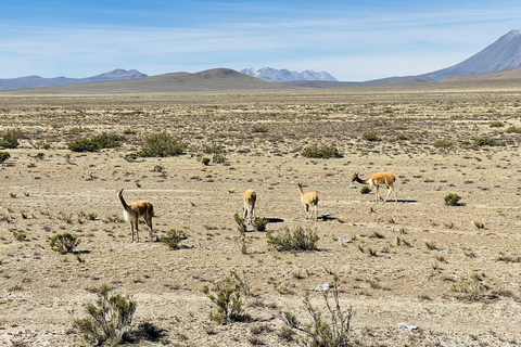 Arequipa: Transfer from Chivay to Puno with panoramic and cultural views.