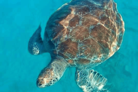 Barbados: 1-Hr Snorkeling Adventure with Supreme Watersports