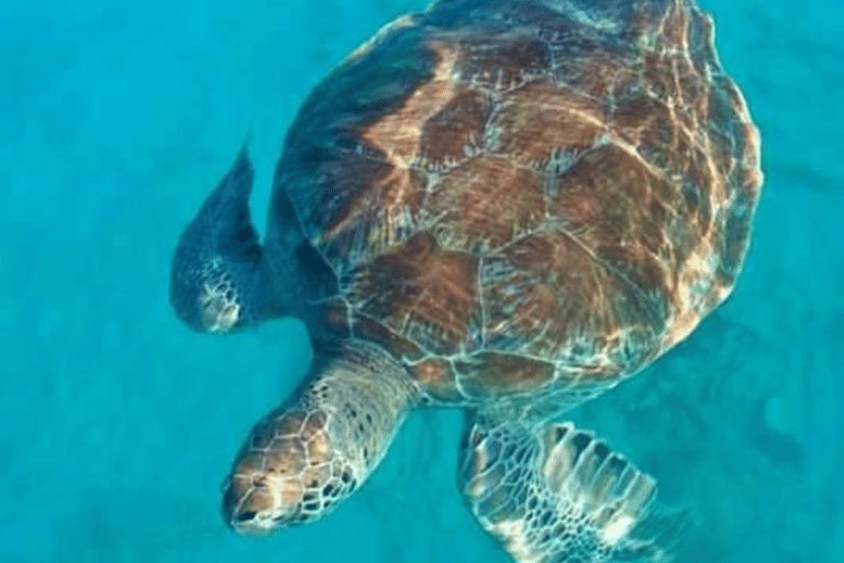 Barbados: 1-Hr Snorkeling Adventure with Supreme Watersports