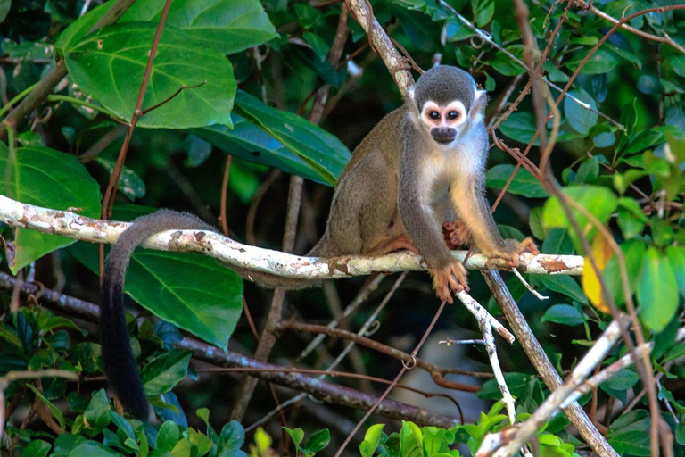 From Puerto Maldonado: 1 day Kayak + Monkey Island excursion