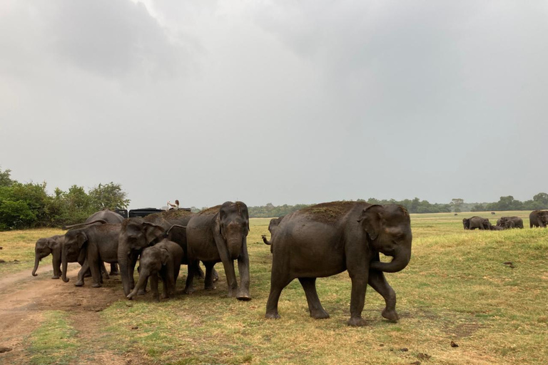 Sigiriya Sunrise, Polonnaruwa & Minneriya Safari Private Day