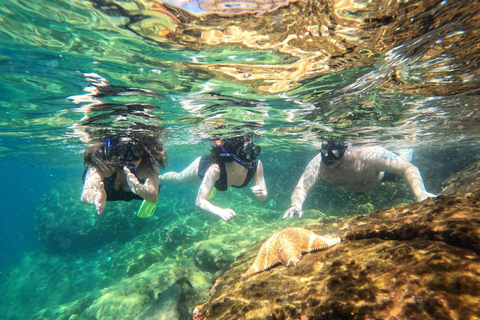 Snorkeling with turtles in their natural habitat