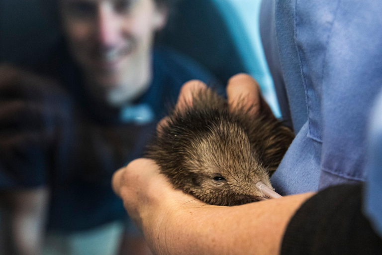 Rotorua: National Kiwi Hatchery TourRotorua: Tur till det nationella kläckeriet för kivifåglar