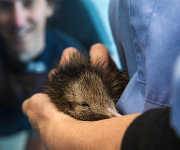 Rotorua: The National Kiwi Hatchery Kiwi Encounter Tour