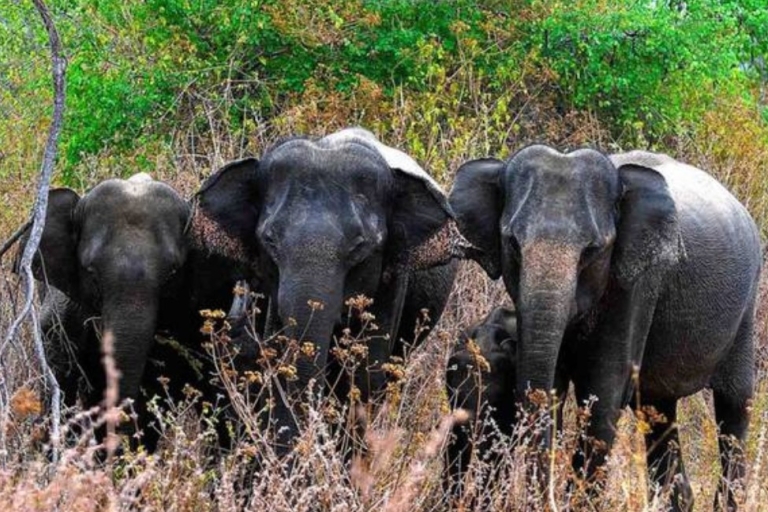 Wildlife- en avontuurlijke expeditie door Sri Lanka in 8 dagen