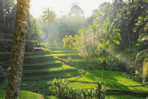 Bali : Experience Highlights of Ubud with Local Guide Option pricing all inclusive with lunch