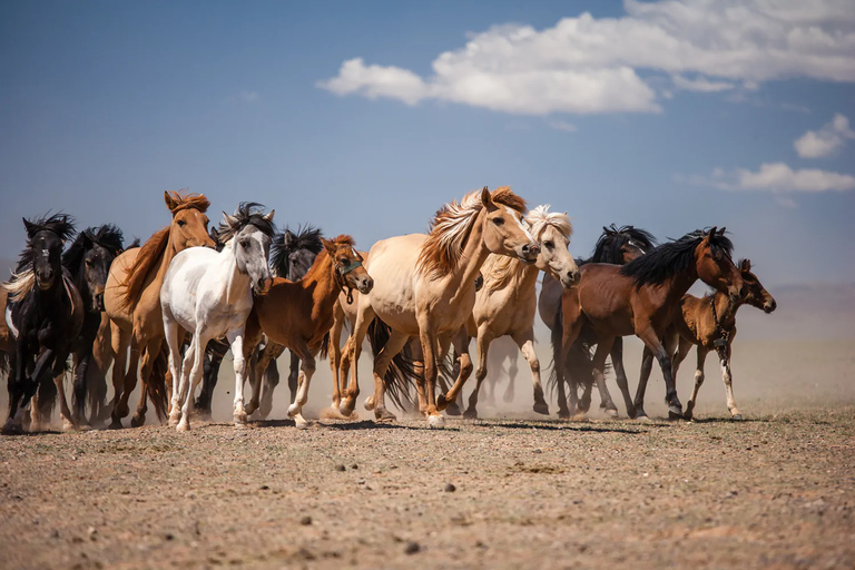 Mongolia: Terelj National Park Horseback Ride