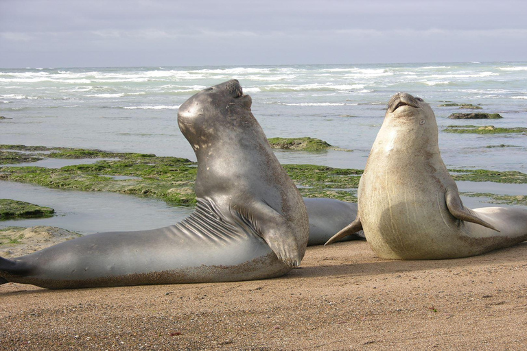 Schnellboottour zu den Palomino-Inseln + Schwimmen mit Seelöwen