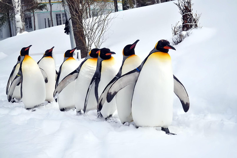 Asahiyama Adventure: Zoo+Waterfalls & Blue Pond Day Tour Meet at Exit 31 of Odori Park Subway Station