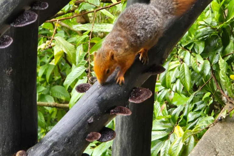 Diani: Guided day trip to Shimba Hills Reserve with lunch