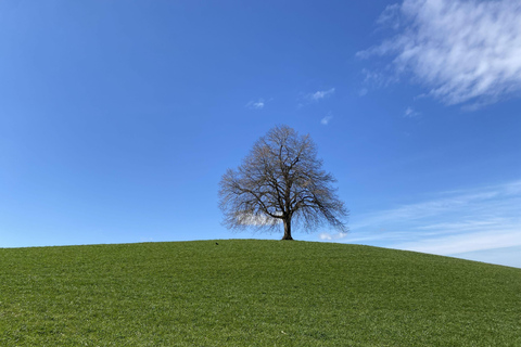 Zurich: Accompanied hike to Uetliberg
