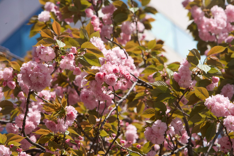 Tokyo: Cherry Blossom River Cruise on Private Boat (Private Boat) 75min Cruise from Tennōzu Pier