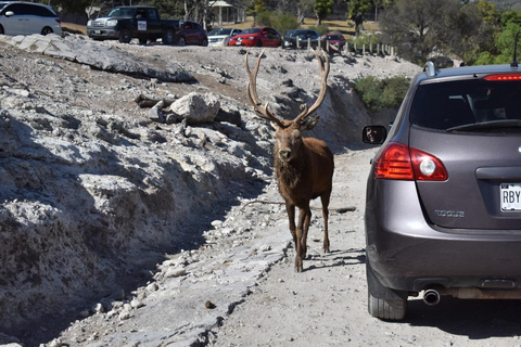 Da Puebla: Africam Safari Tour privato tutto incluso