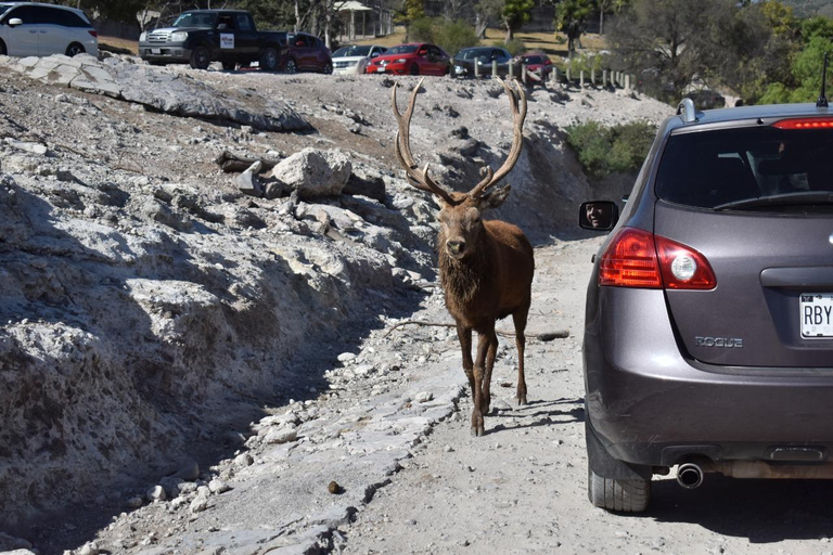 Da Puebla: Africam Safari Tour privato tutto incluso