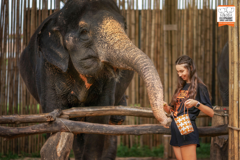 Phuket: Elephant Jungle Sanctuary Ethical Feeding Experience