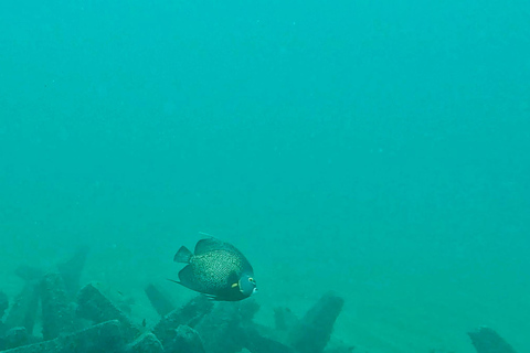 Ft Lauderdale: Combo Deal Snorkel Reefs, Kayak/SUP Mangroves
