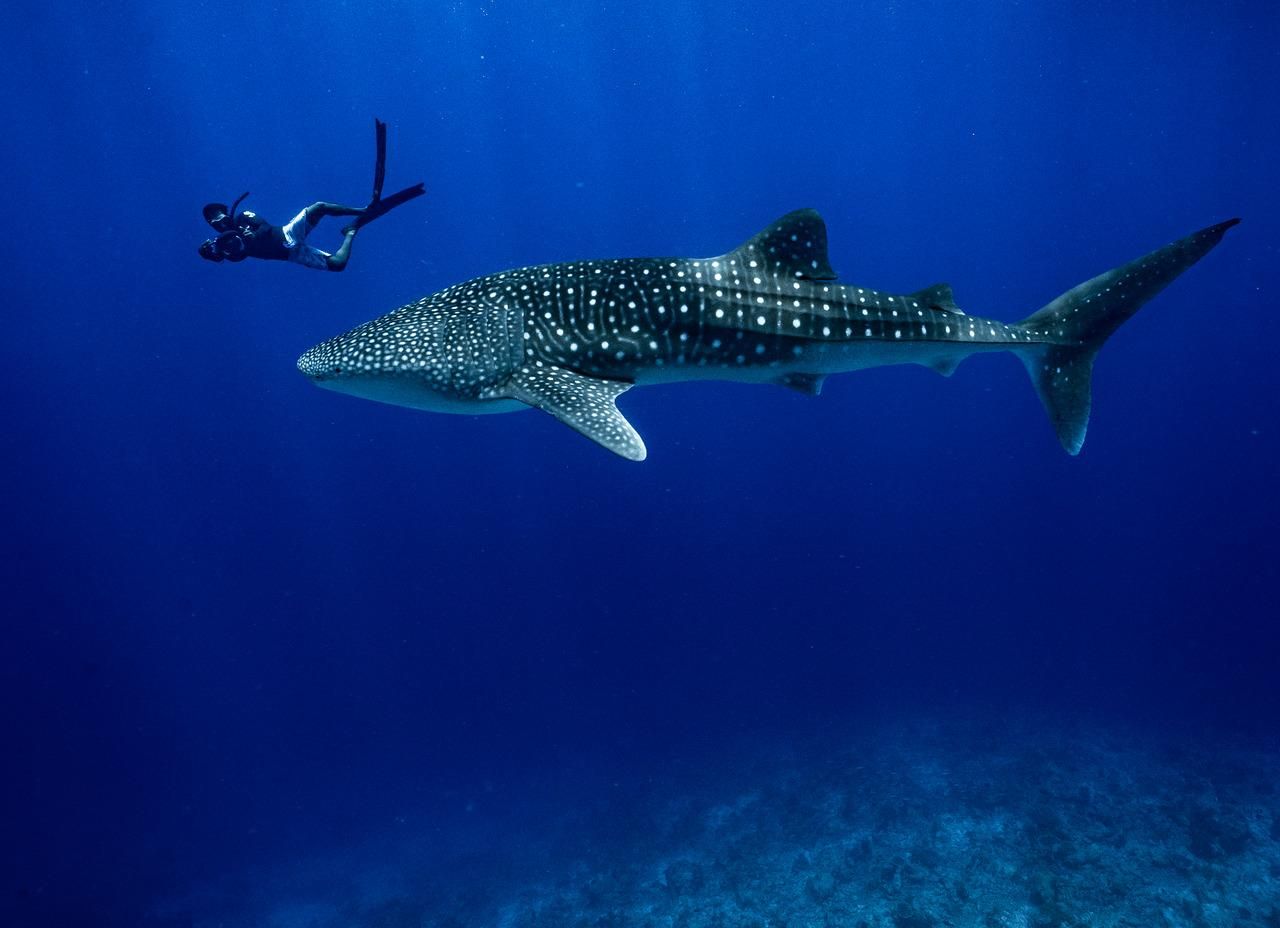 Malé: Private Schnorcheltour mit Walhaien und Mantarochen