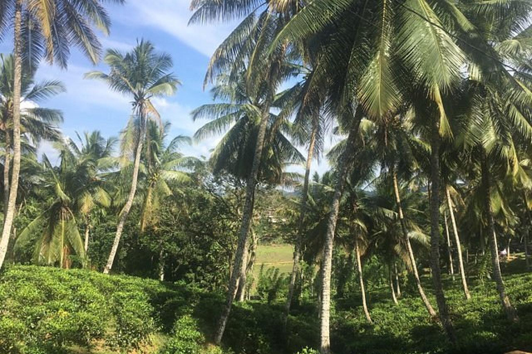 Tea Factory Tour with Tea Tasting , Pickup and Drop off