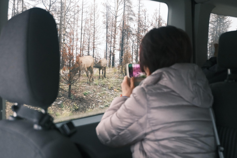 Banff: Grizzly Bear & Nature Walk & Hidden Gem Sunset Tour