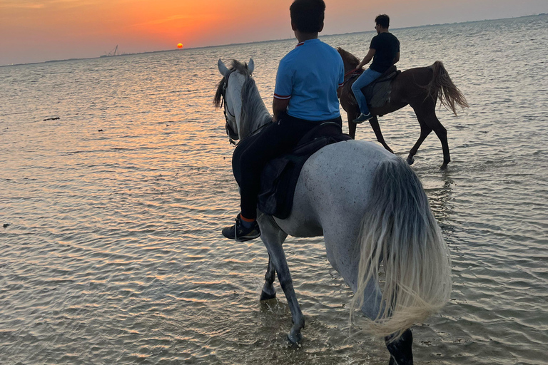 Horse Riding in Jeddah