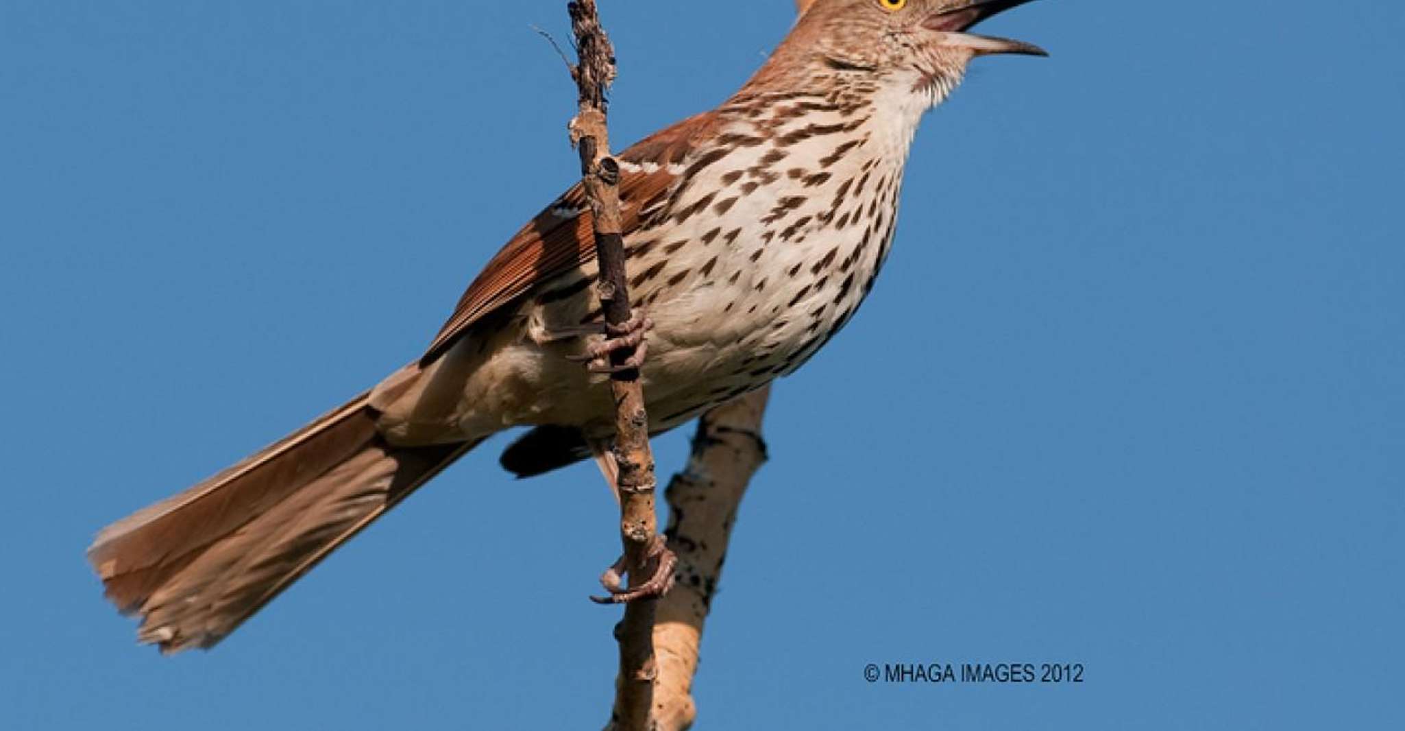 Saskatoon Riverbank Bird Walk - Housity