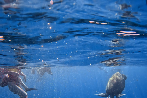 Waikiki : Visite en petit groupe du Turtle Canyon avec masque et tuba