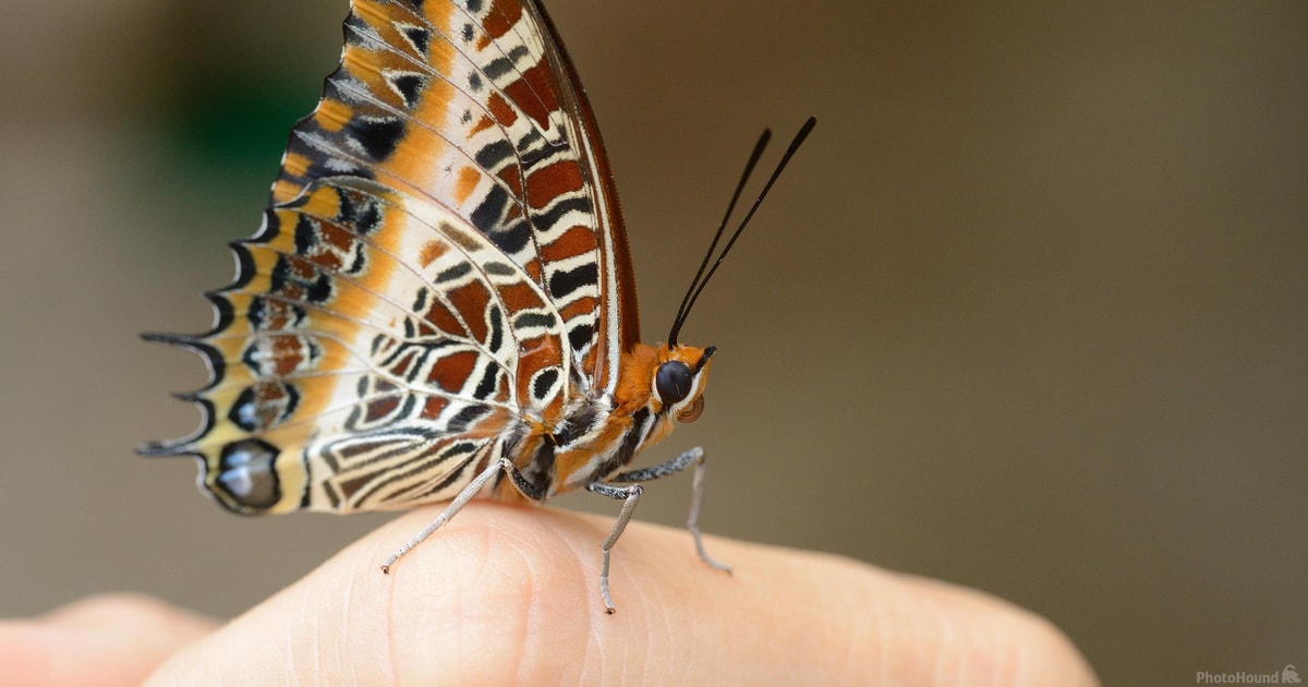 Zanzibar: Butterfly farm visit & nature walk | GetYourGuide