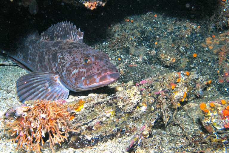 Ketchikan, Alaska: The Mountain Point Snorkeling Adventure Ketchikan, Alaska: Snorkeling Tour all inclusive. 3 Hours.