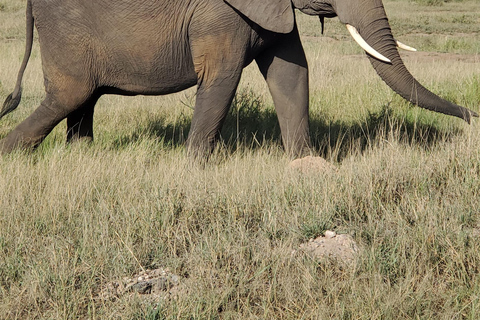 جولة رحلة ليوم واحد في أمبوسيلي - إطلالة على كليمنجارو