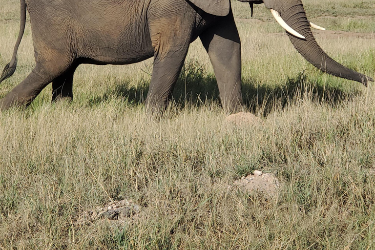 جولة رحلة ليوم واحد في أمبوسيلي - إطلالة على كليمنجارو