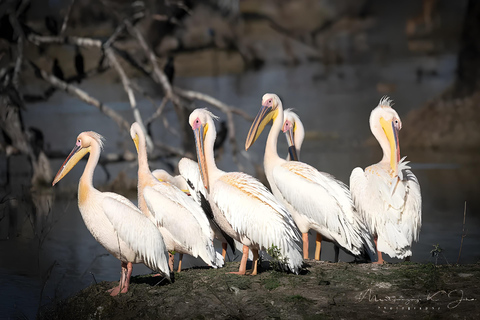 Tour privato da Agra a Bharatpur con Fatehpur Sikri nello stesso giorno