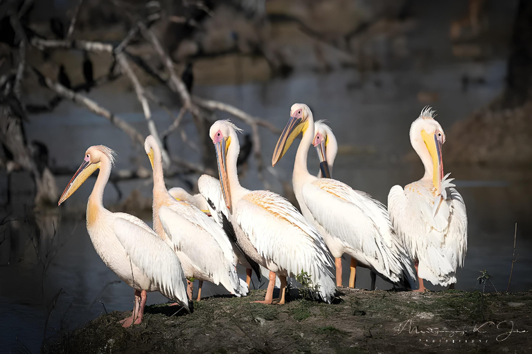 Tour privato da Agra a Bharatpur con Fatehpur Sikri nello stesso giorno